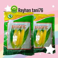 Gambar Benih Bibit Jagung Manis Hibrida Exotic PERTIWI Isi 250 Gram (1750 Biji) Tanaman Kuning dari RAYHAN TANI 76 undefined 4 Tokopedia