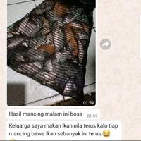 Gambar essen ikan nila media lumut paling ampuh essen ikan nila raja empang esen ikan nila-274 dari Inspire Fishing Shop undefined 3 Tokopedia