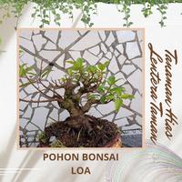 Gambar POHON BONSAI LOA / BONSAI LOA / REAL PICTURE/ TANAMAN BONSAI LOA / BONSAI Alami hidup dari Lentera Taman undefined 1 Tokopedia