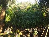 Gambar POHON MANGGA GOLEK TINGGI 1,6 METER SIAP BUAH ASLI dari marsadi undefined 2 Tokopedia