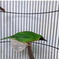 Gambar Burung Cucak Ijo mini pilihan jantan dari LiamExoticBird undefined 4 Tokopedia
