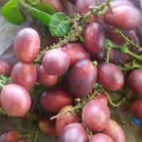 Gambar Matoa fres baru petik rasa manis legit Buah - 500 gram dari Momsrachelstore2 undefined 1 Tokopedia