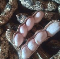 Gambar Benih Kacang Tanah Ga jah Jumbo 1 kg Unggul Urban Farming - 500 gram dari Kandang Tentrem Lestari undefined 5 Tokopedia