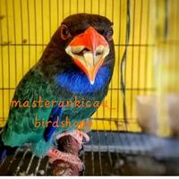 Gambar burung tengkek buto gacor dorr mewah masteran handal dari masterankicaubirdshopp undefined 3 Tokopedia