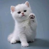 Gambar JUAL KITTEN PERSIA PUTIH BIGBONE BULU KAPAS LONGHAIR BELI dari HAMSBEAR PET CENTER_NEW undefined 1 Tokopedia