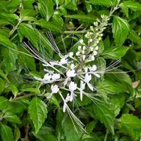 Gambar Bibit tanaman herbal kumis kucing tanaman herbal dari Florist Nursery undefined 3 Tokopedia