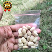 Gambar Umpan Ikan Bawal Biji Jarak Fermentasi Siap Pakai - 25 Biji dari AnugerahSantri_NEW undefined 5 Tokopedia