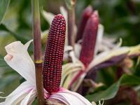 Gambar BENIH JAGUNG KETAN UNGU KEMASAN PREMIUM KUALITAS SUPER ± 100 BUTIR dari My Garden Seeds undefined 2 Tokopedia