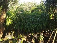 Gambar POHON MANGGA GOLEK TINGGI 1,6 METER SIAP BUAH ASLI dari marsadi undefined 1 Tokopedia