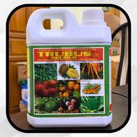 Gambar Pupuk Cair TRUBUS SUBUR ZPT Pupuk Daun Bunga Buah 1 Liter dari Arvist Store undefined 2 Tokopedia