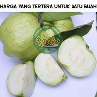 Gambar Laila Jambu Kristal Organik Kebumen Fresh Baru Petik Crystal Guava Fresh 1KG Berisi 2-3-4-5 Buah Segar & Organik Kualitas Tinggi - 1/2-kg  dari Laylajambukristal undefined 5 Tokopedia