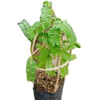 Gambar ( BISA COD ) Pohon Daun Saga Bibit Tanaman Obat Daun Saga Pohon Saga / Tanaman Herbal Daun Saga / Pohon Daun Saga Untuk Obat Batuk Bibit Tanaman Daun Saga - tanaman alami dari Leafflowers25 undefined 1 Tokopedia