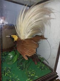 Gambar Hiasan Burung Cendrawasih dari franscoshop09 undefined 4 Tokopedia