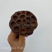 Gambar Kelopak Lotus Kering Dried Lotus Hiasan Mahar - Lotus Standar dari Canopeecraft undefined 4 Tokopedia