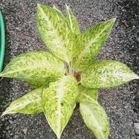 Gambar tanaman hias Aglonema Big Roy White murce - baby dari TAHTA AGLONEMA undefined 5 Tokopedia