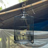 Gambar Sangkar murai borneo decal ceper dari RK furniture_NEW undefined 5 Tokopedia