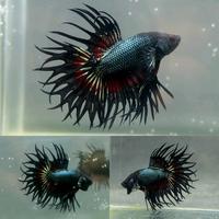 Gambar VVIP KCT King Crowntail Black Venom Top Grade / Ikan Cupang Hias dari mujahid toko hias undefined 1 Tokopedia