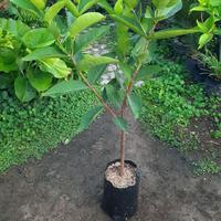 Gambar Bibit Jambu Air Citra Merah Jumbo siap berbuah super genjah dari AL Garden Store undefined 4 Tokopedia