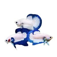 Gambar ikan cupang : hmpk, halfmoon, blue rim, plakat,nemo,koi dan sebagainya dari dybettafish29 undefined 1 Tokopedia