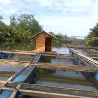 Gambar Jaring keramba Ikan,Bahan Jaring PE, ukuran bisa menyesuaikan dari Toko jaring murah undefined 2 Tokopedia