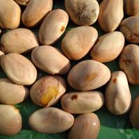 Gambar Biji Buah Nangka Herbal Kering (1 Butir) dari Winner Store_NEW undefined 2 Tokopedia