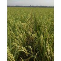 Gambar Biji Padi Unggul IR 64 (5KG) - Umur 95 Hari, dari Petani Muda Mileniall undefined 2 Tokopedia