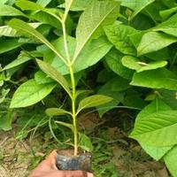 Gambar Bibit pohon jati emas tanaman jati original dari Florist Nursery undefined 2 Tokopedia