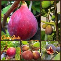 Gambar (KEMASAN PREMIUM) BIJI/BENIH TANAMAN BUAH TIN | ARA MERAH (isi -+450 butir) dari Clarissa Garden99 undefined 3 Tokopedia