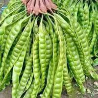 Gambar Pete SUPER pete padi asli Wonogiri Rasa Khas Cocok untuk Berbagai Masakan Termasuk Lalapan dan Sayur - 5 papan dari Dzaki snacks undefined 1 Tokopedia