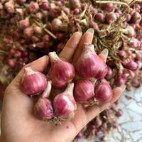 Gambar Bawang merah asli probolinggo Pedas - Bawanv merah 1kg 35rb dari Buah jamila undefined 1 Tokopedia