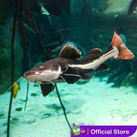 Gambar PREMIUM Red Tail Cat Fish / Lele RTC / Lele Hias - Size ±4cm dari Manggala Storage undefined 1 Tokopedia