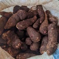 Gambar (1 Kg) Umbi talas / tales / entik fressss dari S-G Shop undefined 2 Tokopedia