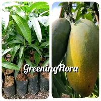 Gambar [COD] BIBIT MANGGA KIOJAY BIBIT MANGGA JUMBO KIOJAY OKULASI dari GreeningFlora undefined 1 Tokopedia