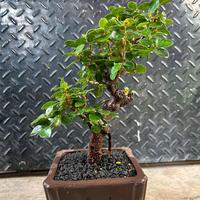 Gambar iprik dolar / bonsai iprik / bonsai beringin iprik dolar / bonsai dolar iprik dari arahbonsai undefined 3 Tokopedia