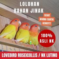 Gambar BARU- LOVEBIRD LOLOHAN ANAKAN NON KLEP LUTINO MM dari K Jaya mart undefined 1 Tokopedia