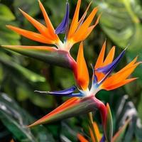 Gambar Strelitzia reginae/bunga cendrawasih/bunga surga dari BIBIT SARI BUNGA undefined 1 Tokopedia