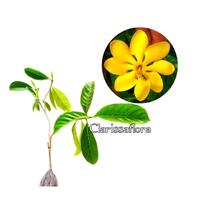 Gambar Tanaman hias gardenia carinata dari Clarissaflora undefined 3 Tokopedia