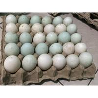Gambar TELUR BEBEK MENTAH(LANGSUNG DARI KANDANG) dari Yindaki store undefined 3 Tokopedia