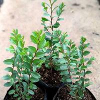 Gambar Tanaman Hias Pohon Bidara Arab Asli Rimbun Tinggi 30 cm Pot - Tanaman Saja dari suryafloura undefined 1 Tokopedia