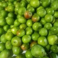 Gambar mangga apel mini 500 gram mngga muda untuk rujak daging putih rasa asam dari pasar baru pedia undefined 1 Tokopedia