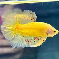 Gambar ikan cupang yellow vanda ikan hias tangerang - betta fish indonesia by stellar aquatica dari Stellar Aquatica undefined 4 Tokopedia