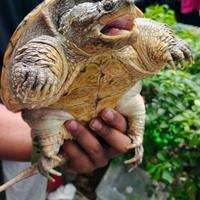 Gambar CST/Common Snaping Turtle size 17cm dari RUMAH REPTILE CIANJUR undefined 1 Tokopedia