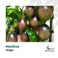 Gambar Benih Bibit Buah Markisa Ungu Manis Super Tanaman Buah Buahan Markisa Madu Premium Berkualitas Unggul - MARKISA UNGU dari Benih Seribuan Solo undefined 2 Tokopedia