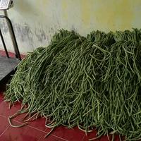 Gambar Benih Bibit Kacang Panjang Guarda F1 /Tipe sangat Tahan Virus kuning (Panjang Berbobot Hijau dan Tahan Simpan disukai pasar) Isi 500 Gram Kadaluarsa 2026 Panjang Terbaru. (buah tipe Panjang Berbobot Tahan Virus ) - Cap Panah Merah dari PANGGUNG TANI undefined 4 Tokopedia