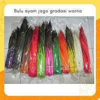 Gambar BULU AYAM JAGO LANCUR WARNA WARNI PANJANG ISI 10 pcs - AKSESORIS ASESORIS BULU AYAM MURAH KARNAVAL HIASAN KEPALA MARCHING BAND DRUMBAND - JUAL BAHAN AKSESORIS TOPI MAYORET EKOR JAGO KEDIRI BISA COD BAYAR DITEMPAT dari pandhidonag natida20 undefined 3 Tokopedia
