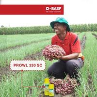 Gambar Prowl 330 EC HERB - 250ml Herbisida Untuk Tanaman Padi, Bawang Merah dari BASF Petani Sejahtera undefined 2 Tokopedia