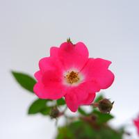 Gambar Tanaman Mawar Rambat warna Pink dari MasnoIndoorJungle undefined 4 Tokopedia