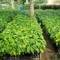 Gambar Nurhalimah Store Promo 200 Bibit Kopi Robusta Unggul Klon Lokal Bagio Arsyad Berkualitas Tinggi - lokal dari nurhalimahstore1 undefined 5 Tokopedia