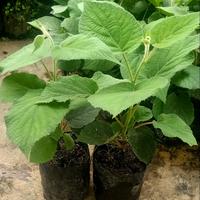 Gambar benih bibit tanaman kiwi super dari fifah multimart undefined 1 Tokopedia