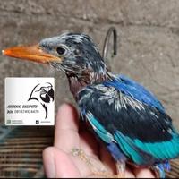 Gambar burung Tengkek udang jinak dari mociex undefined 1 Tokopedia
